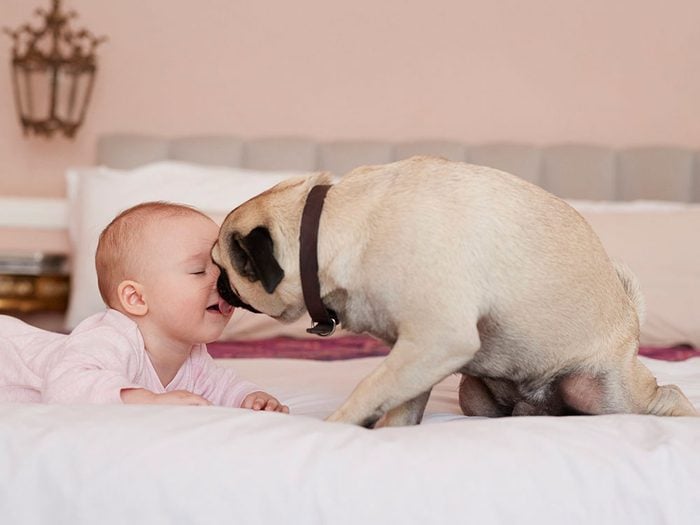 Bisou entre chien et bébé.