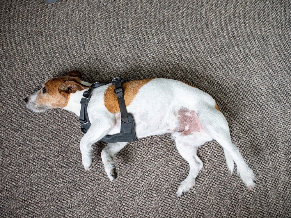 Faites attention si votre chien est allongé et vous expose son ventre.