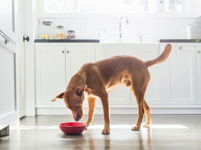 Faites attention si votre chien mange et boit diffremment.