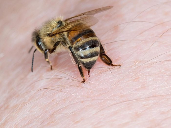 Les piqûres d'abeilles font partie des dangers de l'été à surveiller.