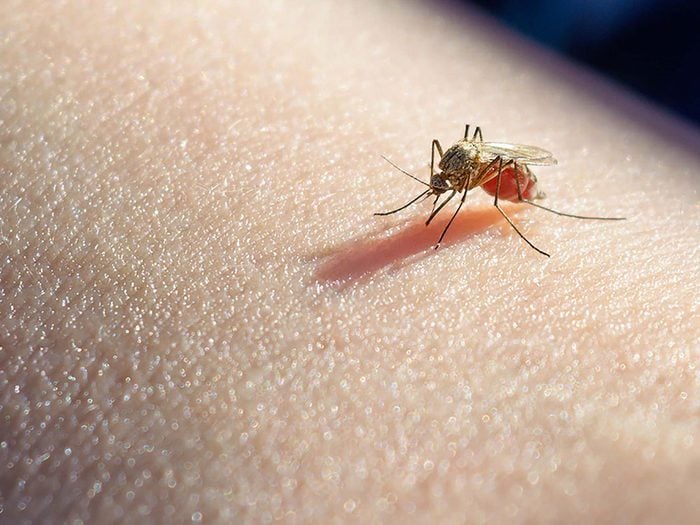 Les infections transmises par les moustiques font partie des dangers de l'été à surveiller.