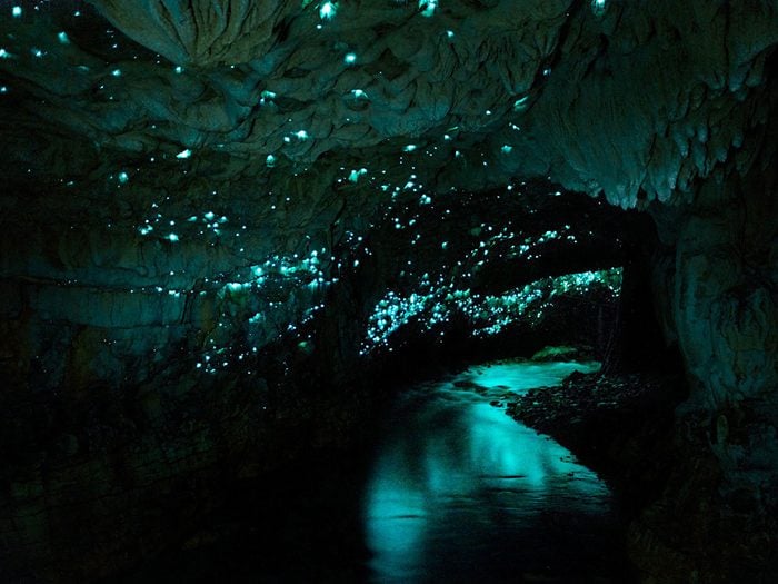 Les grottes de Waitomo.