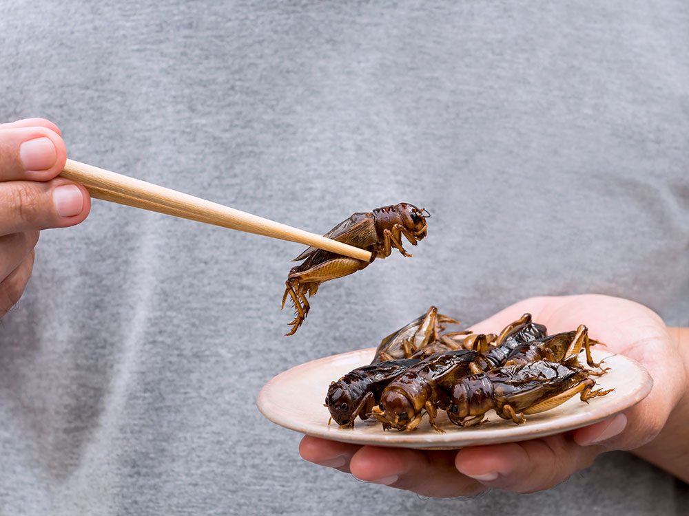 Manger des insectes comestibles: Entre peur et normalité. - Fourmidables