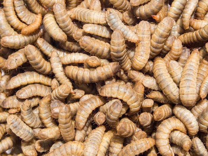 Insectes comestibles: les hommes seraient plus enclins à manger des larves de mouche que les femmes.