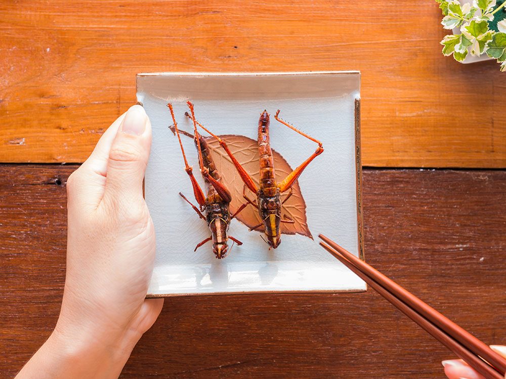 En apprendre sur les insectes comestibles : Mes trucs pour améliorer ses  connaissances - EntoMove Project