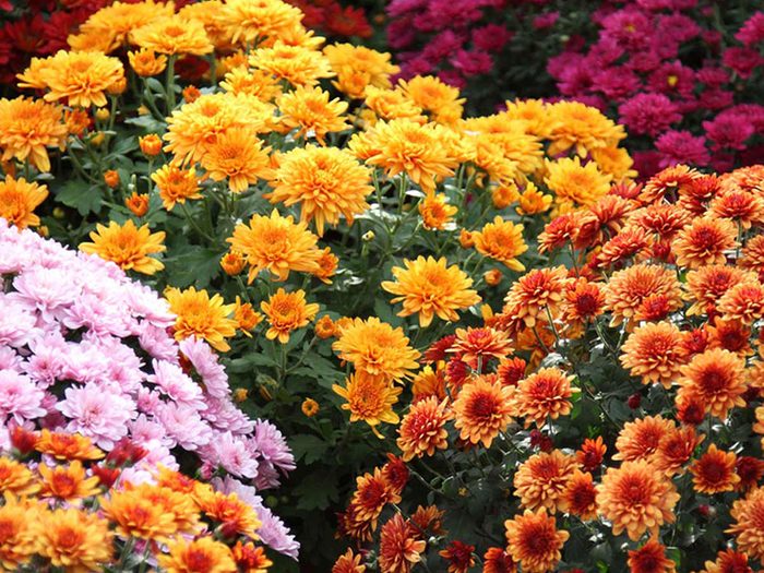 Le chrysanthème est parfait pour le jardinage en pot.