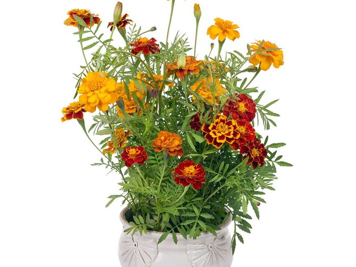 La marigold est parfaite pour le jardinage en pot.