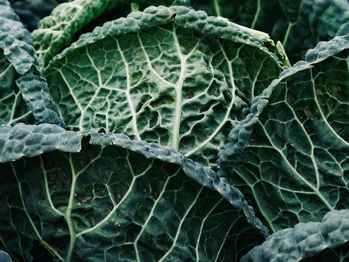 Le chou frisé (kale) fait partie des légumes qui poussent en un temps record dans le potager!