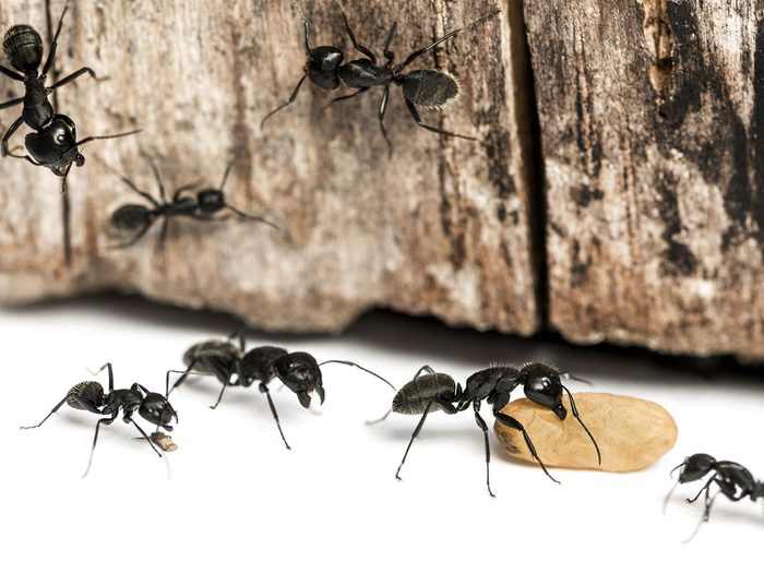 Solutions simples pour se débarrasser des fourmis (pour de bon!).