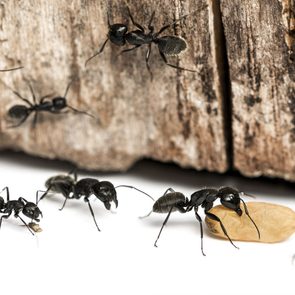 Solutions simples pour se débarrasser des fourmis (pour de bon!).