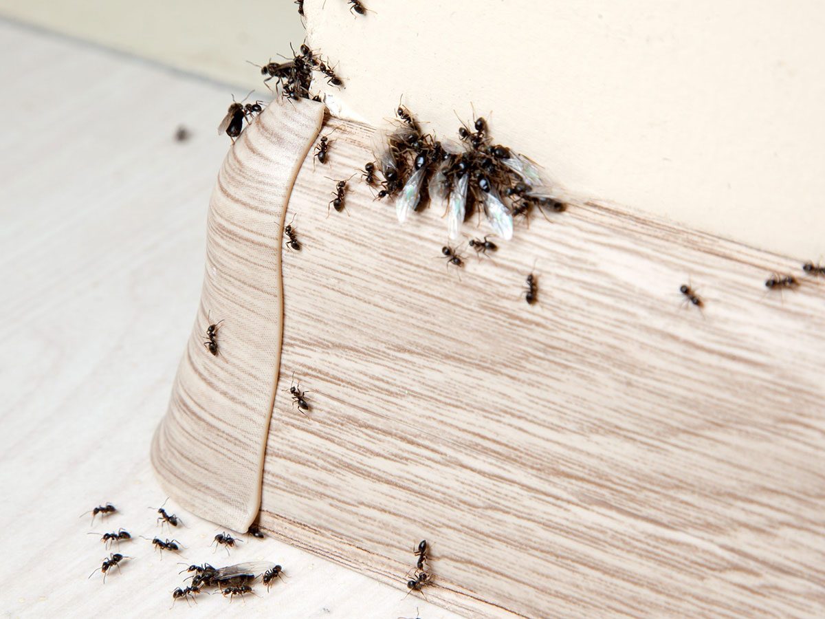 Comment se débarrasser des fourmis dans la maison sans s'intoxiquer