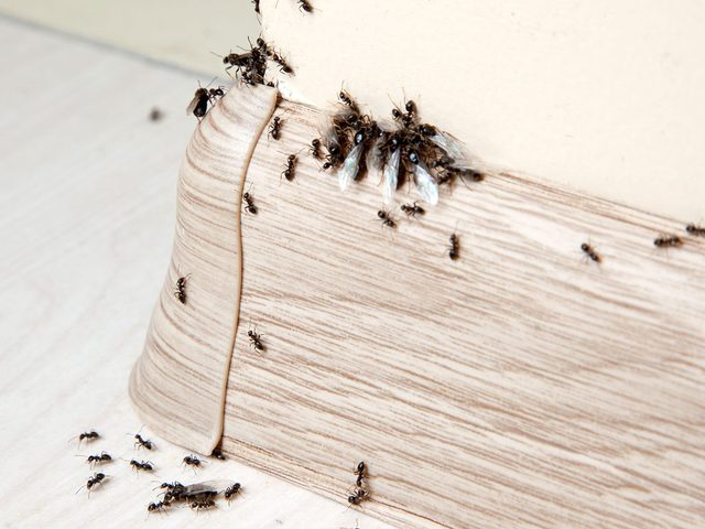 Sceller mme les plus petits espaces pour se dbarrasser des fourmis.