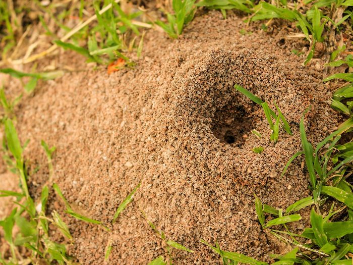 Procéder avec prudence à l'extérieur pour se débarrasser des fourmis.