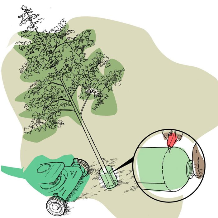 Astuces de bricolage: protéger ses arbres de la tondeuse.