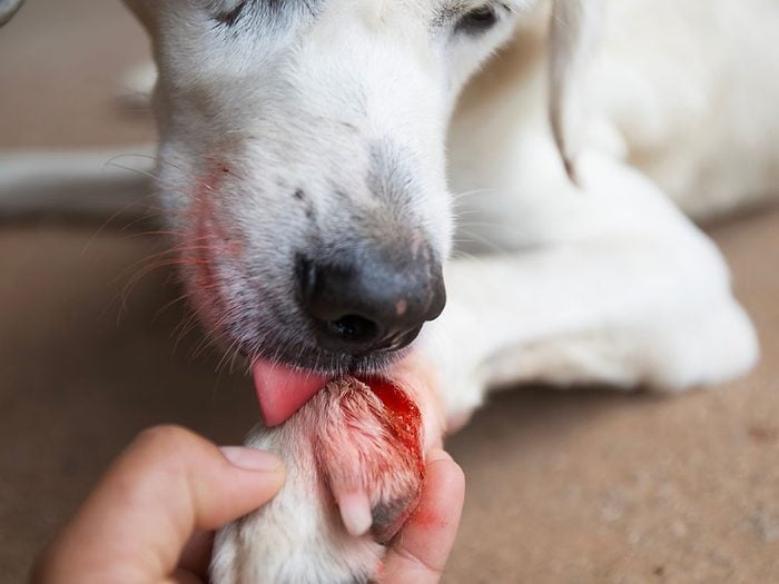 Une blessure peut expliquer pourquoi votre chien se lèche les pattes.