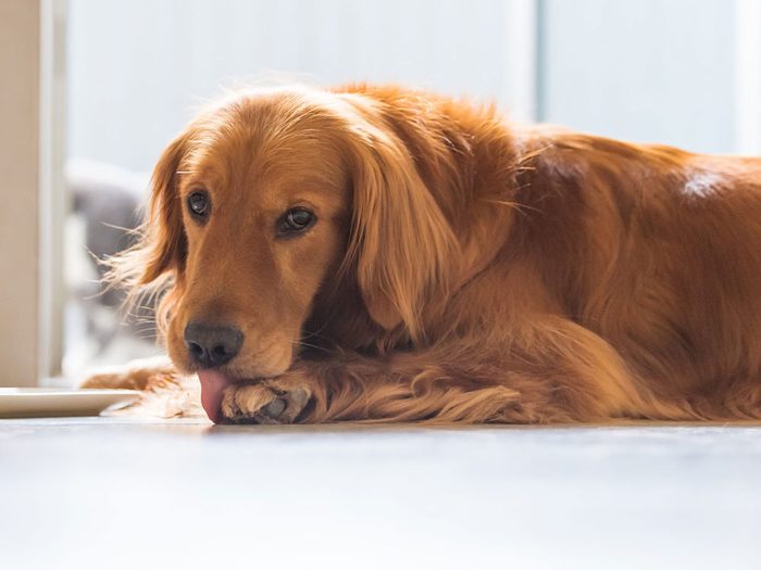 Les allergies alimentaires peuvent expliquer pourquoi votre chien se lèche les pattes.