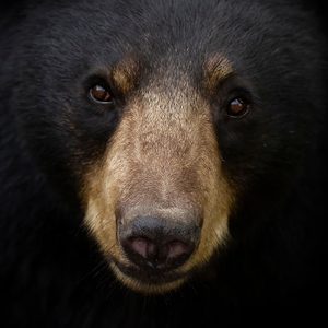 Mieux vaut ne pas faire d'erreur face à un ours noir.