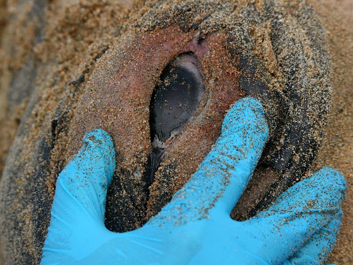 Préparation et observation des cadavres de mammifères marins.