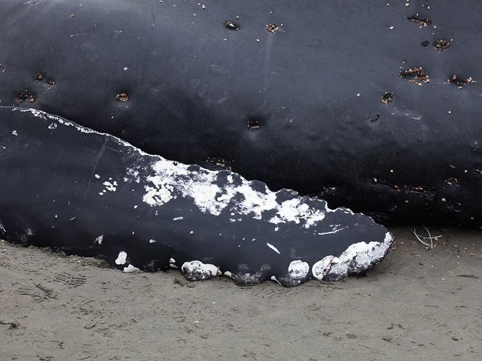 Prélèvements et analyses sur les cadavres de mammifères marins.