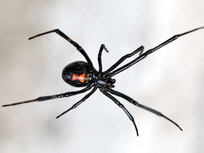 Morsure d'araignée: pourquoi les araignées mordent-elles?