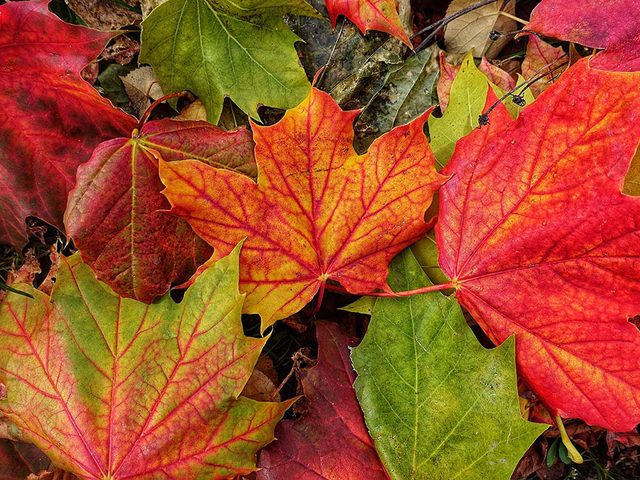 De magnifiques feuilles d'automne au Qubec et au Canada. 