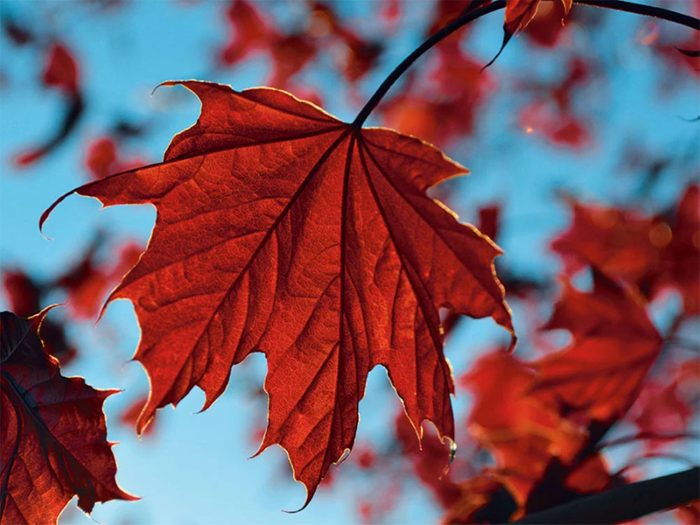 Une photo emblématique de l’automne au Québec et au Canada. 