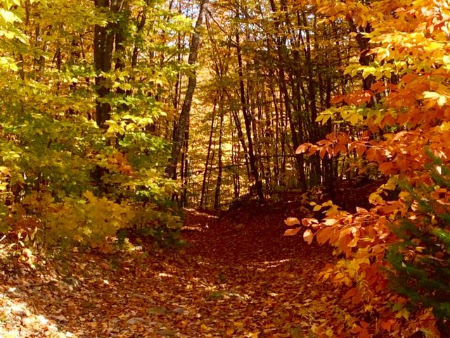 La fort aux couleurs d'automne au Qubec et au Canada par Pauline Leblanc.