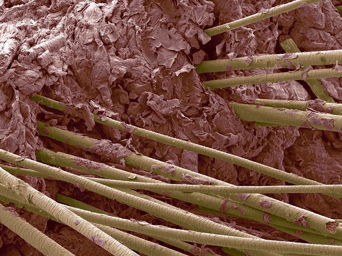 Des cheveux humains en image au microscope.