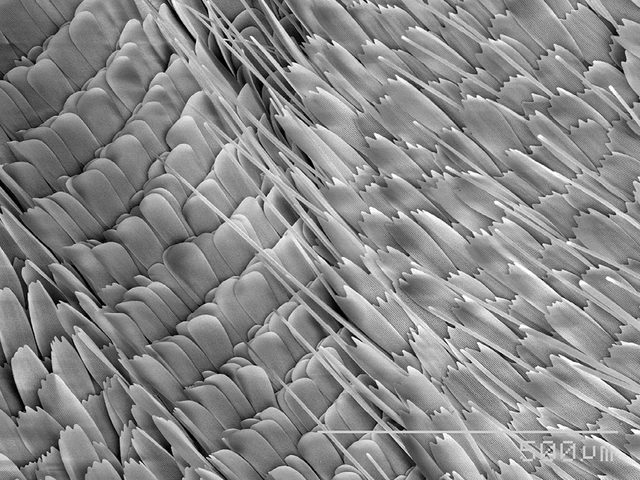 Des cailles de papillon en image au microscope.
