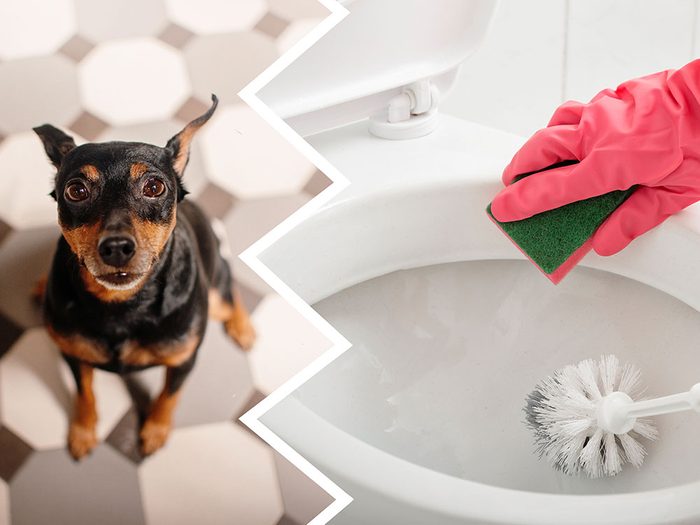 Les nettoyants pour cuvettes de toilette font partie des produits nettoyants toxiques pour le chien.