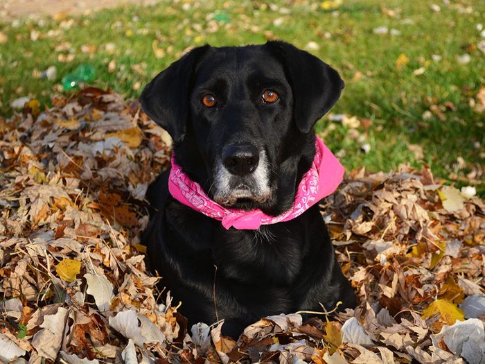 Photos de chiots: cette beauté canine détonne avec le tas de feuilles.