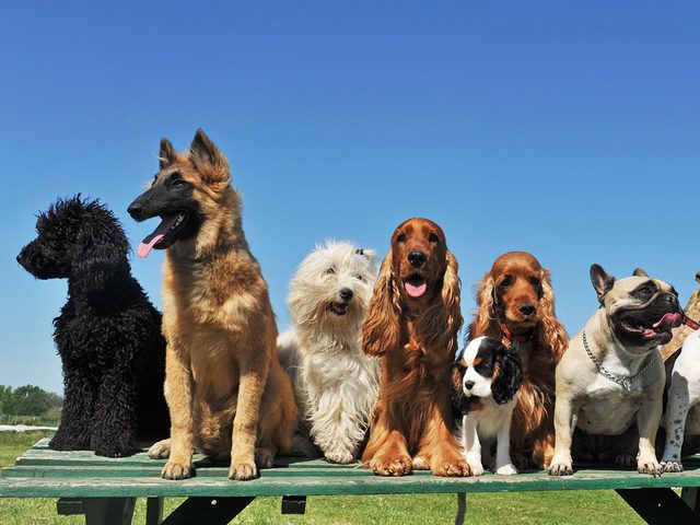 Quelles sont les races de chiens hypoallergnes?