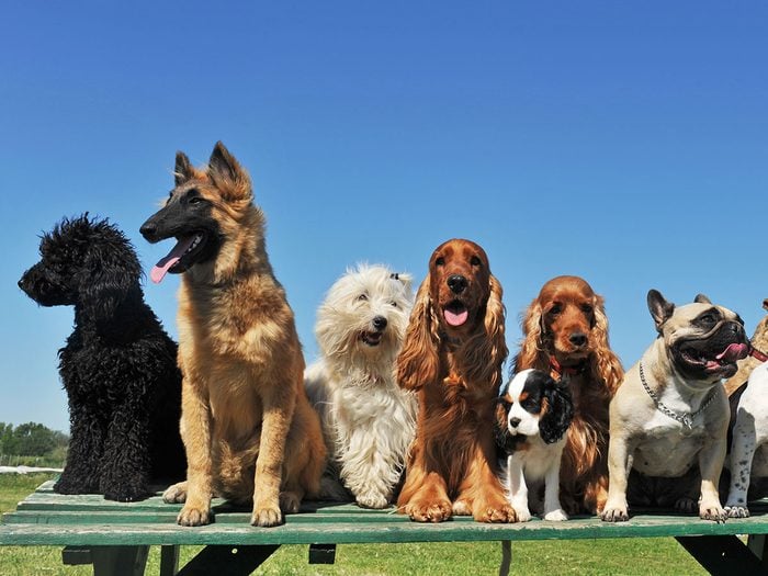 Quelles sont les races de chiens hypoallergènes?