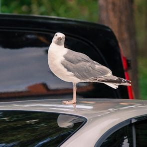 Entretien de l’auto: les déjections d’oiseaux peuvent abîmer votre voiture.