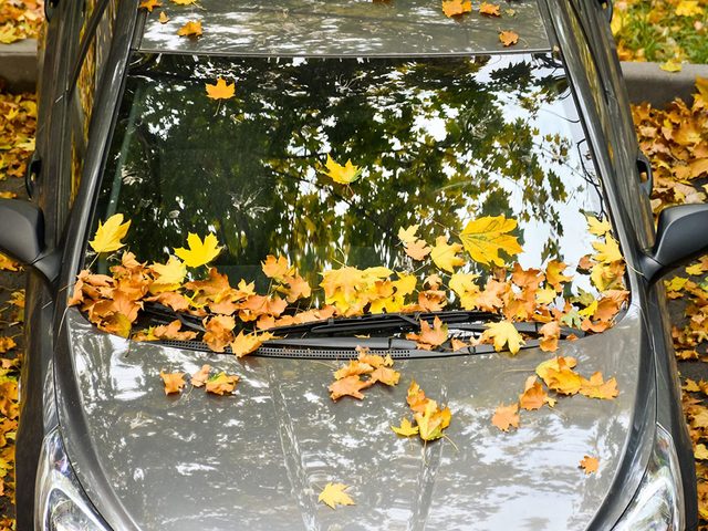 Entretien de lauto: les feuilles peuvent abmer votre voiture.