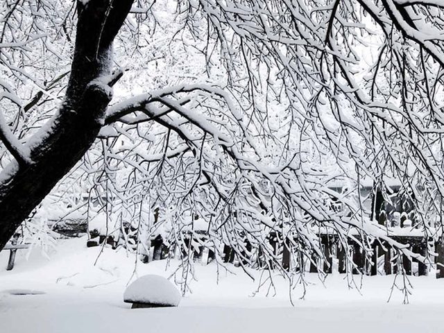 Retirer glace et neige facilement autour des arbres et des buissons.