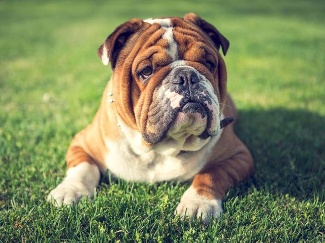 La Bulldog anglais est l'une des races de chien qu'il fallait deviner!
