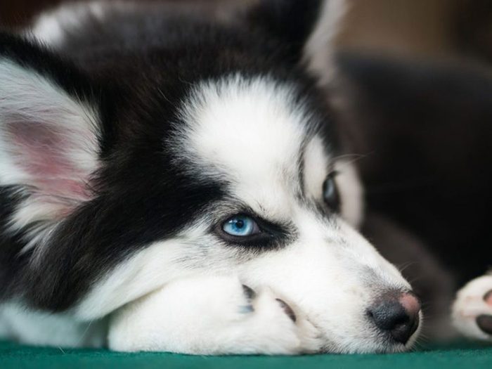 Le husky sibérien est généralement la race de chien de sa mère.
