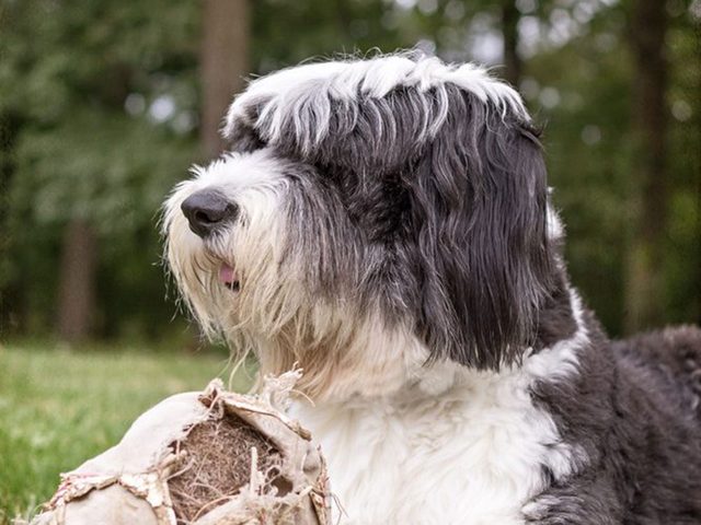 Le chien de berger anglais est l'une des races de chien qu'il fallait deviner!