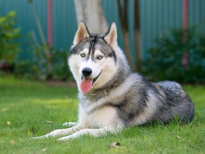 Le Husky sibérien est l'une des races de chien qu'il fallait deviner!