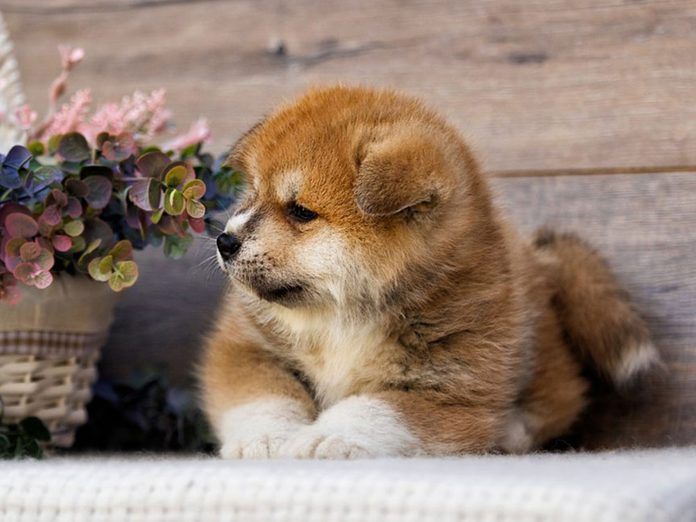 Le Akita Inu est l'une des races de chiens dont les chiots sont les plus mignons!