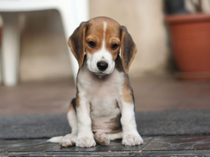 Le Beagle est l'une des races de chiens dont les chiots sont les plus mignons!