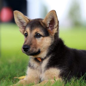 Le Berger allemand est l'une des races de chiens dont les chiots sont les plus mignons!