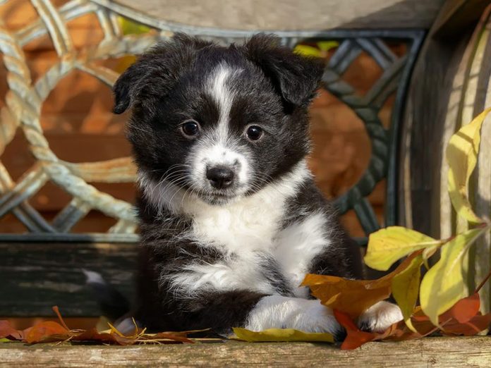 Le Berger américain miniature est l'une des races de chiens dont les chiots sont les plus mignons!