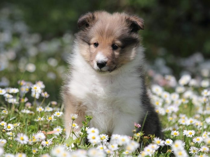 Le Berger des Shetland est l'une des races de chiens dont les chiots sont les plus mignons!