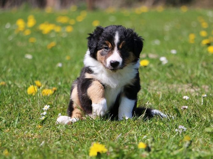 Le Border collie est l'une des races de chiens dont les chiots sont les plus mignons!