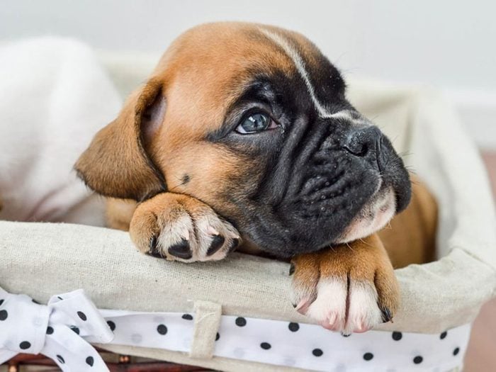 Le Boxer est l'une des races de chiens dont les chiots sont les plus mignons!