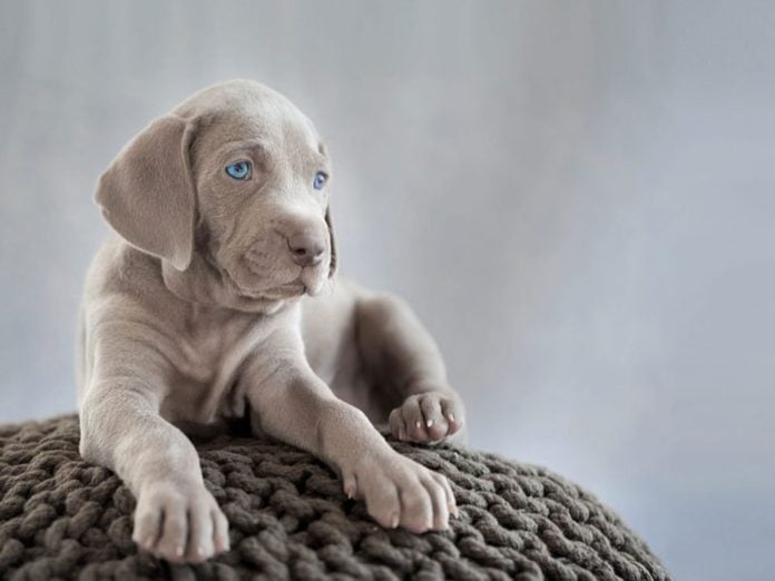 Le Braque de Weimar est l'une des races de chiens dont les chiots sont les plus mignons!