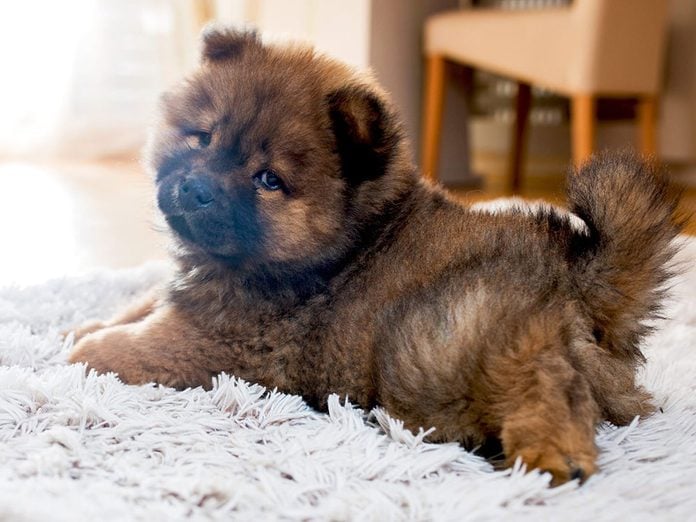 Le Chow-chow est l'une des races de chiens dont les chiots sont les plus mignons!