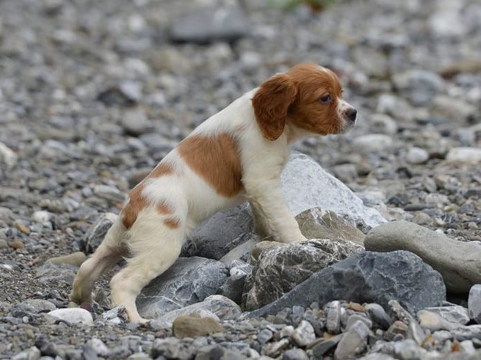 L'Épagneul breton est l'une des races de chiens dont les chiots sont les plus mignons!